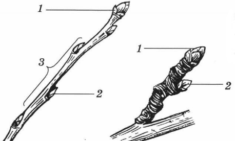 Задание рисунок 1