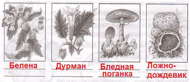 Решение рисунок 1