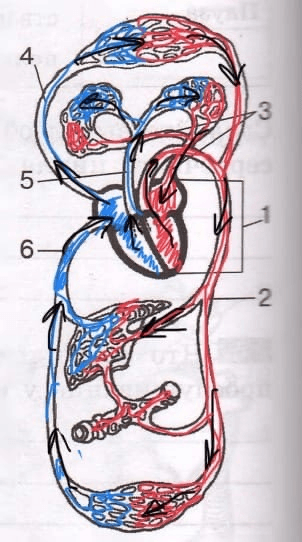 Решение рисунок 1